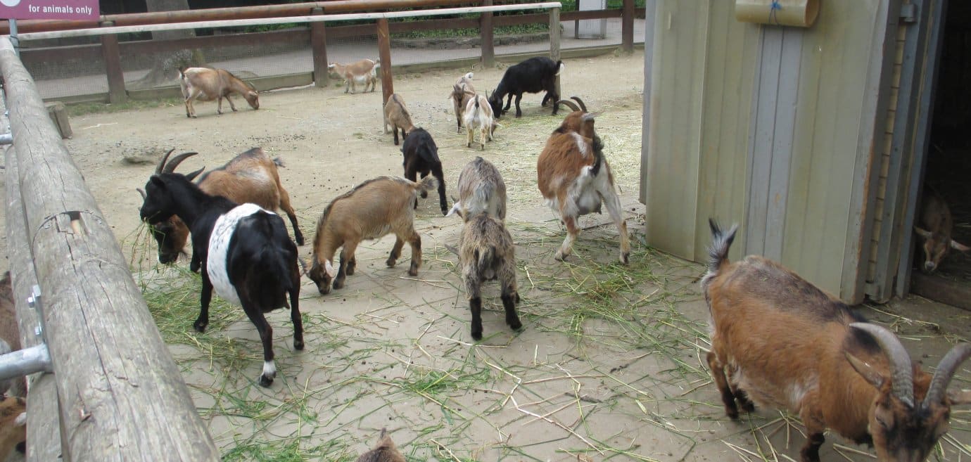 zoo3
