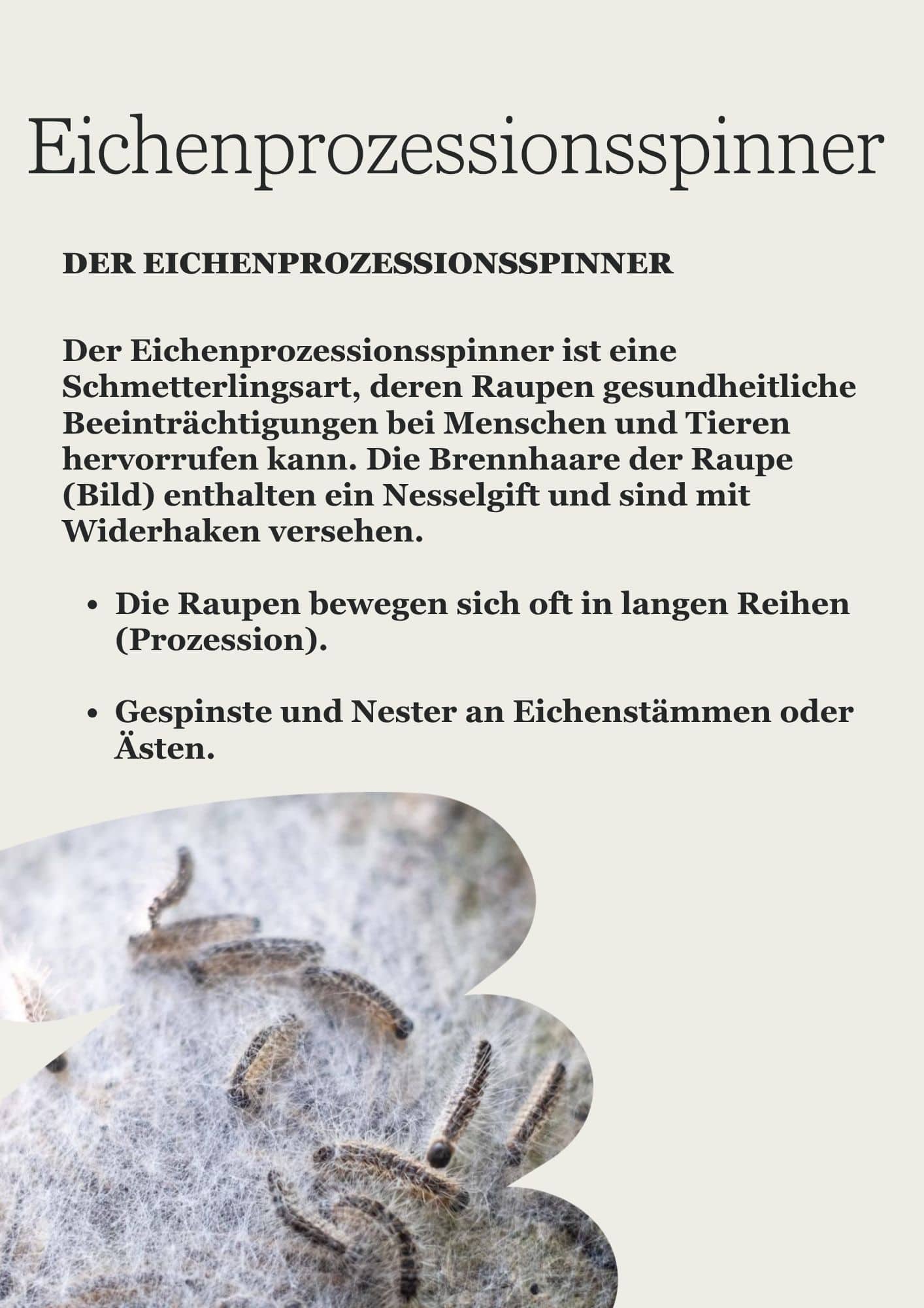 Der-Eichenprozessionsspinner.jpg