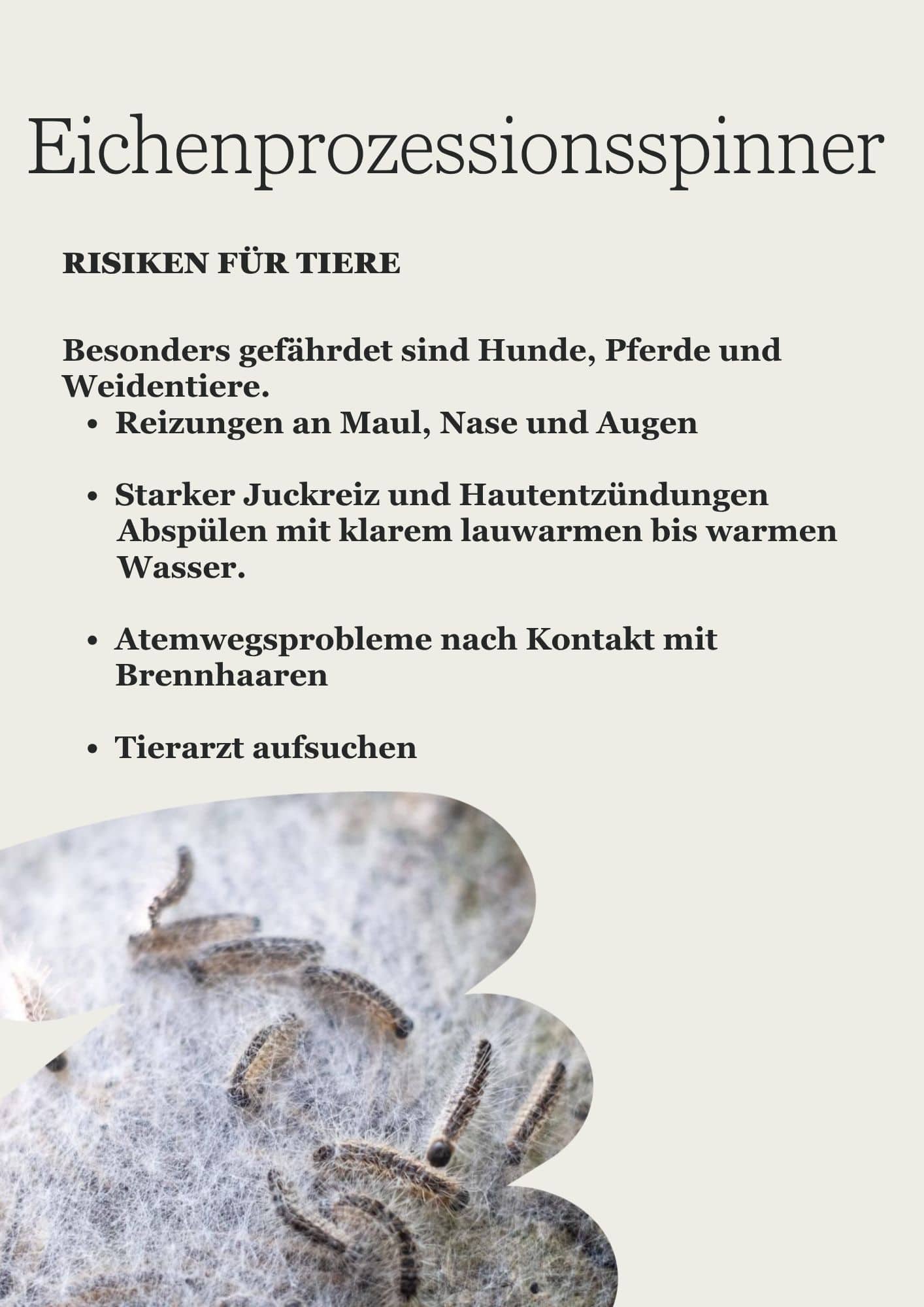 Eichenprozessionsspinner-Risiken-fuer-Tiere.jpg