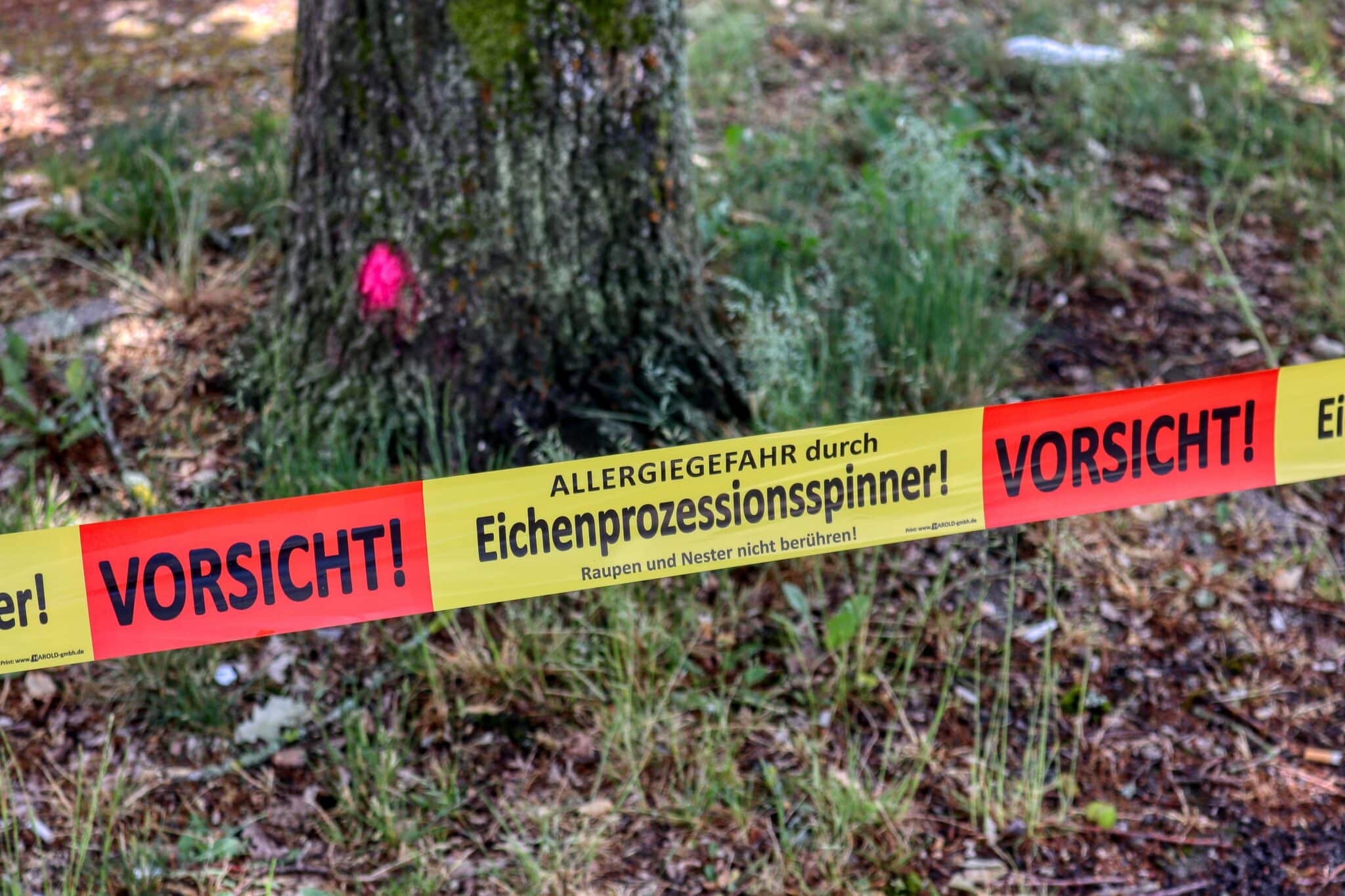Information zum Auftreten des Eichenprozessionsspinners
